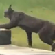 Imagen para el artículo titulado Estas son las primeras imágenes de un lince negro